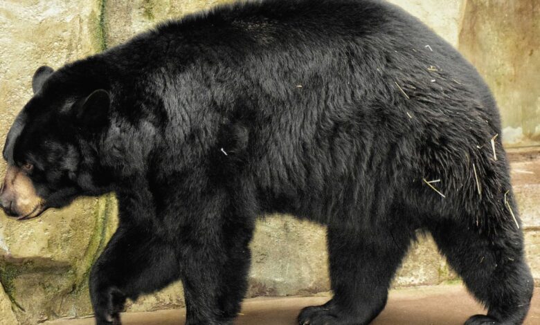 Cuidador de zoológico resulta herido durante ataque de oso en Florida