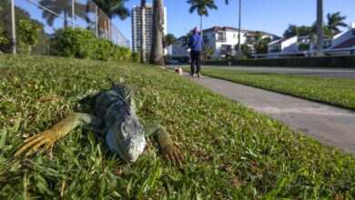 Caen iguanas de los árboles: el termómetro baja en Florida y estas criaturas quedan paralizadas