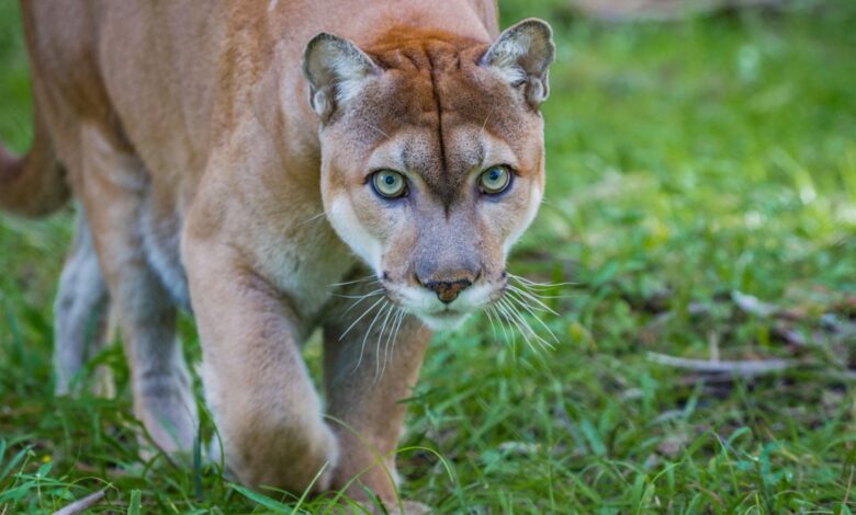pareja ve a un puma en peligro de extinción en su patio