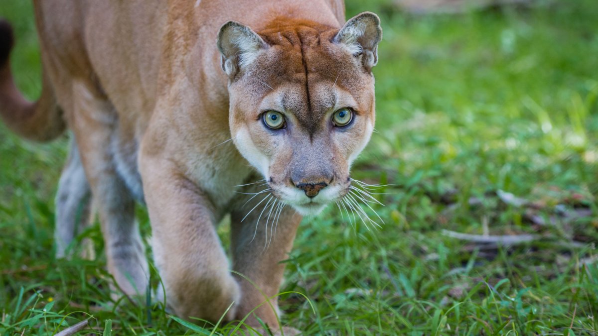 pareja ve a un puma en peligro de extinción en su patio