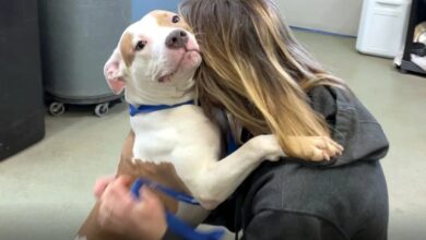 Hombre abandona a su perro en el aeropuerto de Des Moines, Iowa