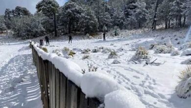 Cuidan a turistas en Parque Nacional Cofre de Perote ante nevadas