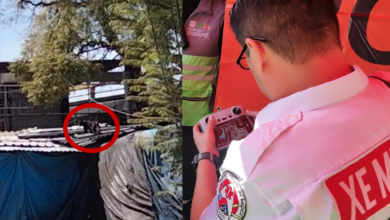 Culmina búsqueda de felino suelto en CDMX