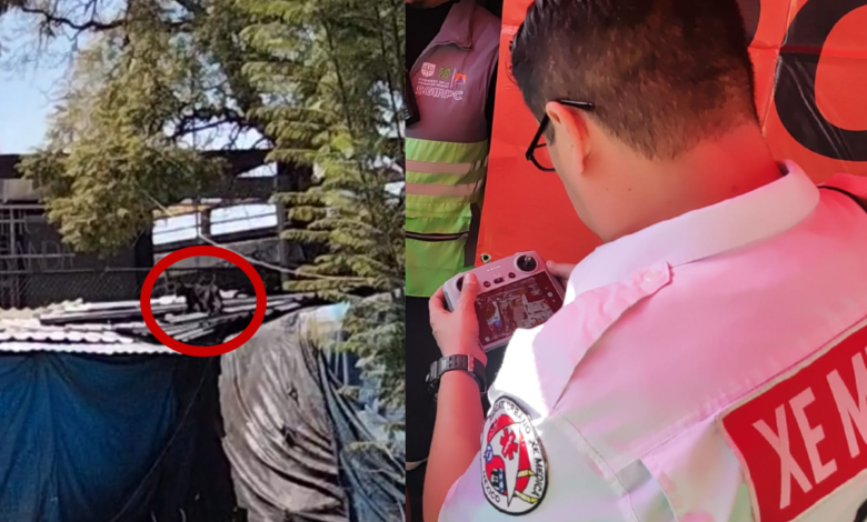Culmina búsqueda de felino suelto en CDMX
