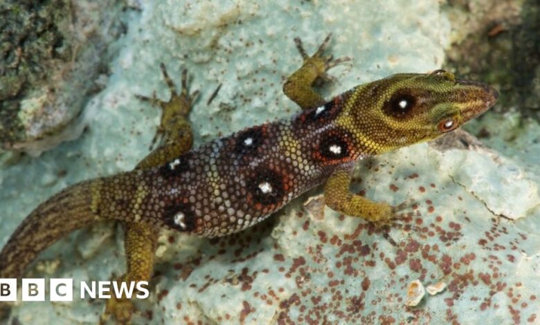 Ejército de isleños para proteger a un gecko del tamaño de un clip