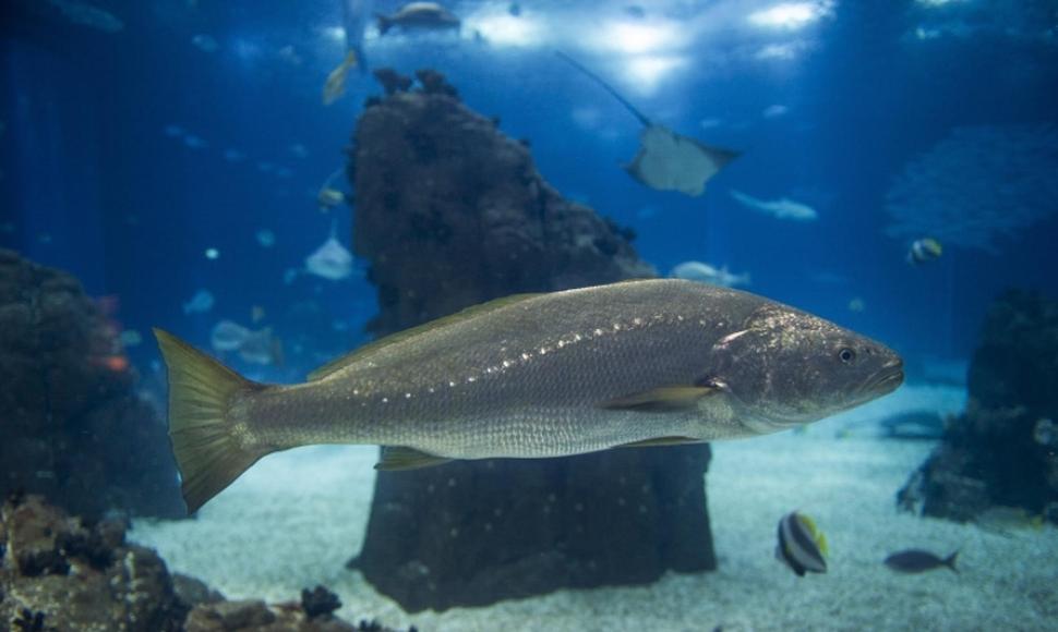 El grito de apareamiento de un pez capaz de ensordecer a las demás especies