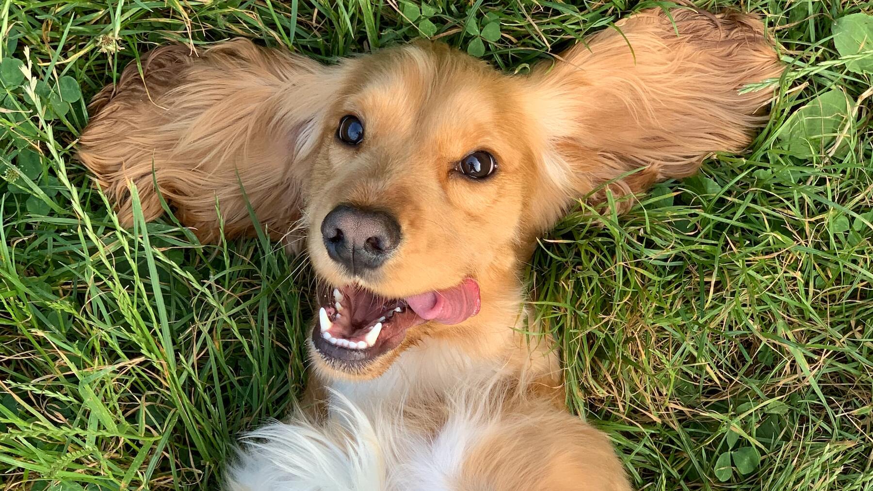 El truco más eficaz para quitar los pelos de tu mascota de la ropa sin esfuerzo