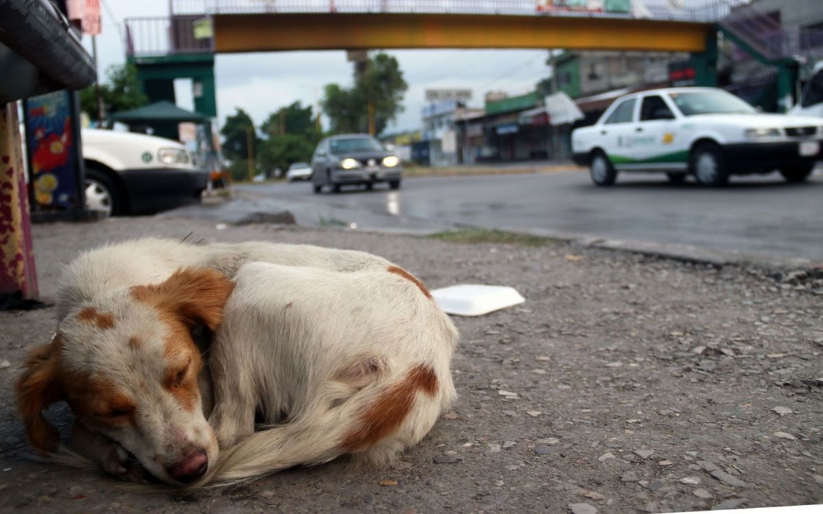 En México domina el abandono y el maltrato animal