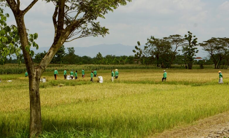 Eratani apoya a los agricultores de Indonesia durante todo el proceso de cultivo
