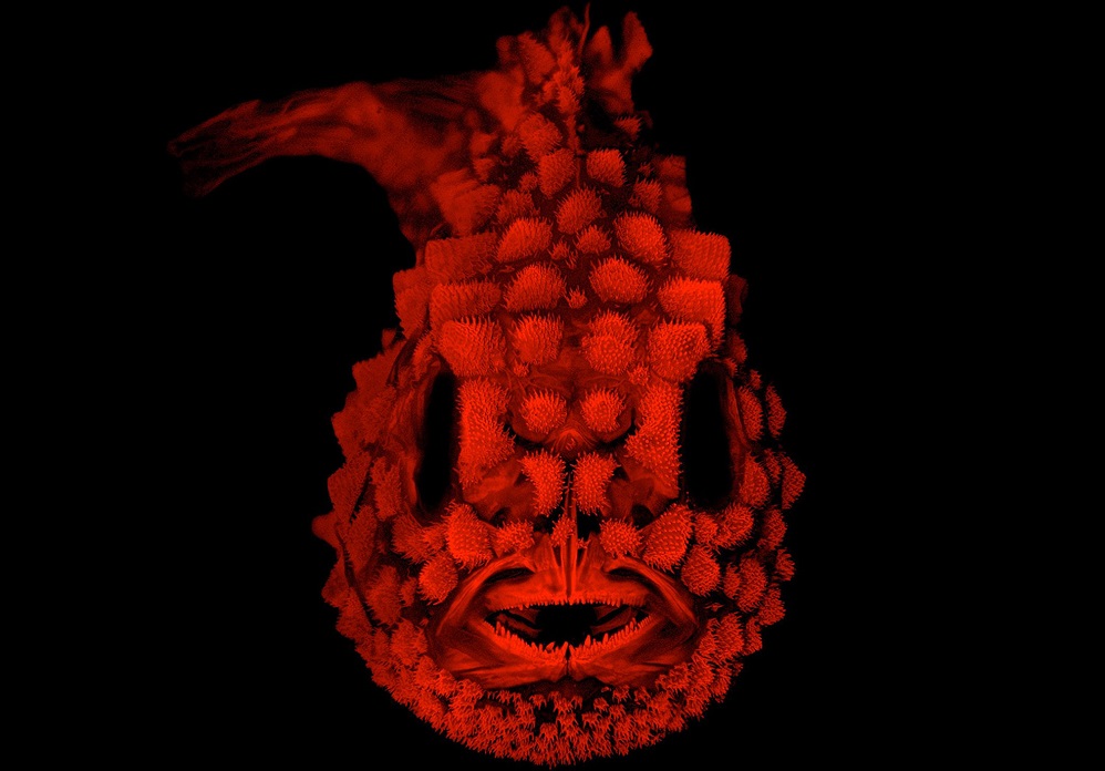 Este pez nos muestra su perspectiva más perturbadora