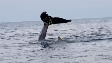 Guerrero: Captan a ballena jorobada enredada en malla de pesca | Video