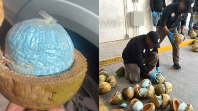 Incautan en Sonora cargamento de fentanilo escondido en cocos