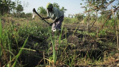 La ONU lucha para desbloquear el comercio de fertilizantes rusos, esenciales para paliar la crisis alimentaria