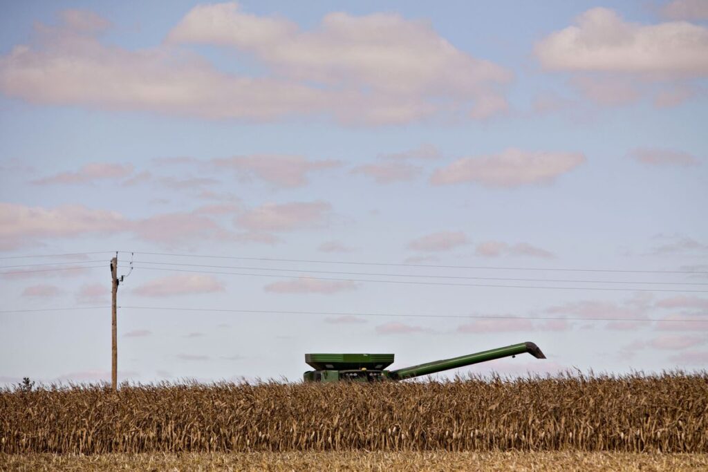 La prohibición del maíz transgénico abre un nuevo foco de tensión entre EE UU y México