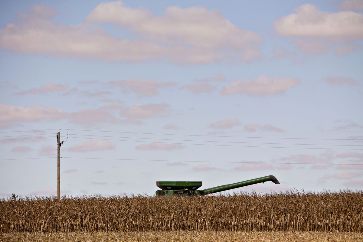 La prohibición del maíz transgénico abre un nuevo foco de tensión entre EE UU y México
