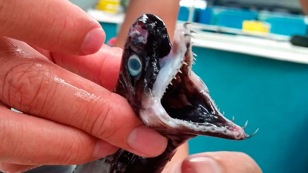 Las claves de las extrañas criaturas encontradas en Taiwan