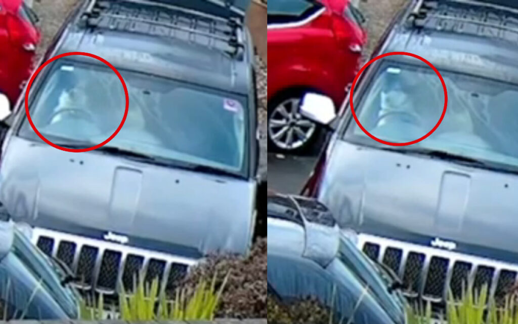 Lomito 'conductor' choca la camioneta de su dueña | Video