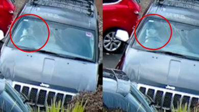 Lomito 'conductor' choca la camioneta de su dueña | Video