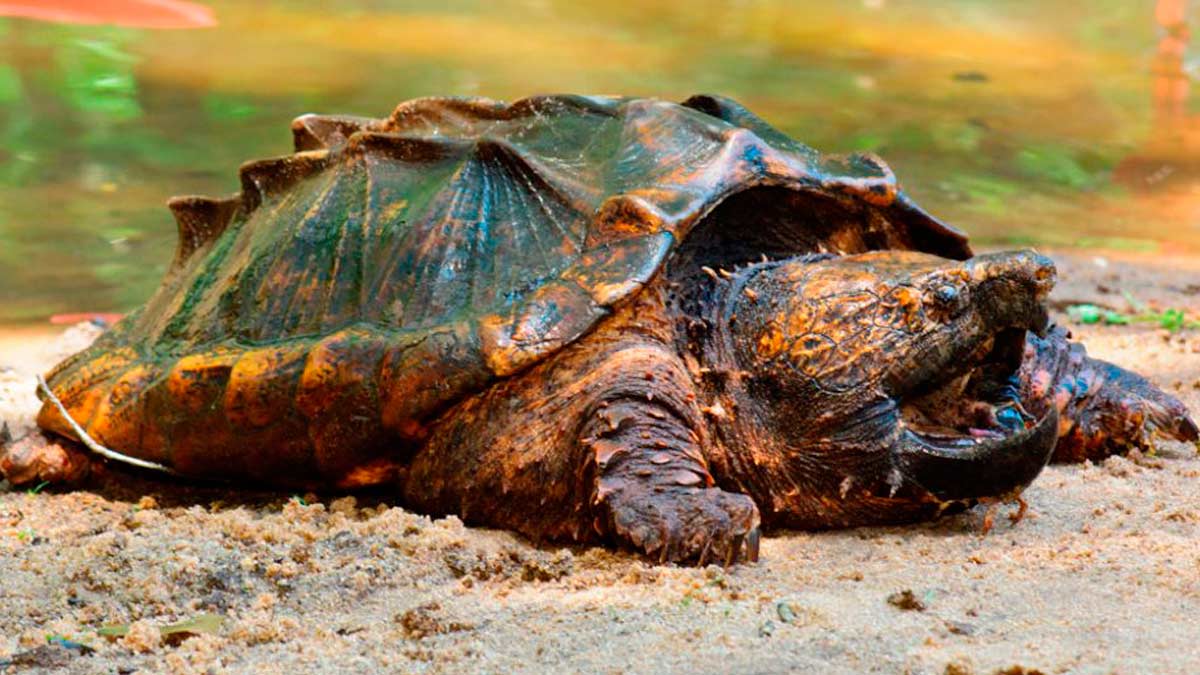 Los cinco animales que más años viven (y que existen) en el mundo