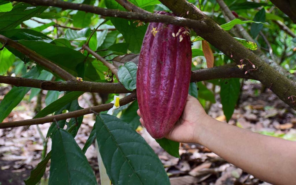 México registra el superávit agroalimentario más alto en 28 años