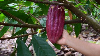 México registra el superávit agroalimentario más alto en 28 años