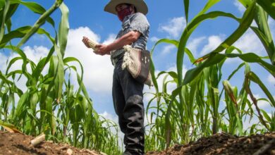 México y EU esperan concretar en enero acuerdo sobre disputa de maíz