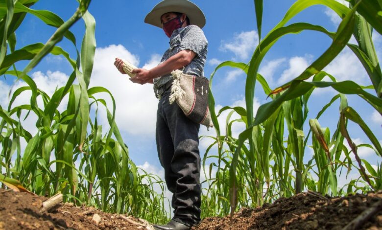 México y EU esperan concretar en enero acuerdo sobre disputa de maíz