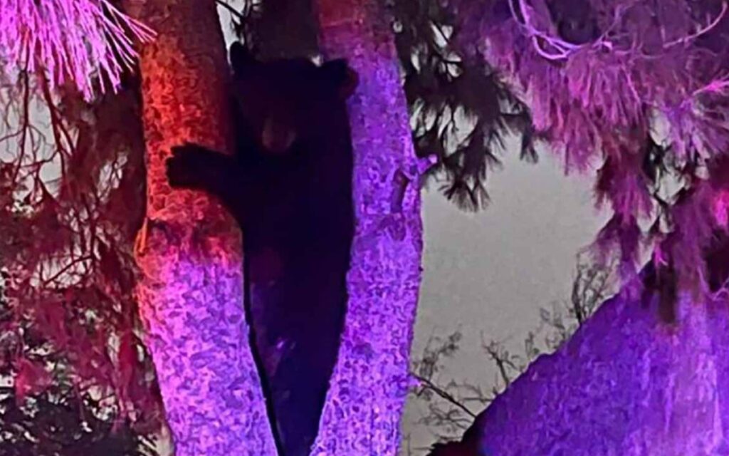 Oso deambula en calles de NL; cancelan clases en primarias