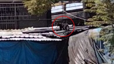 Pantera deambula suelta por el Metro Tacuba | Video
