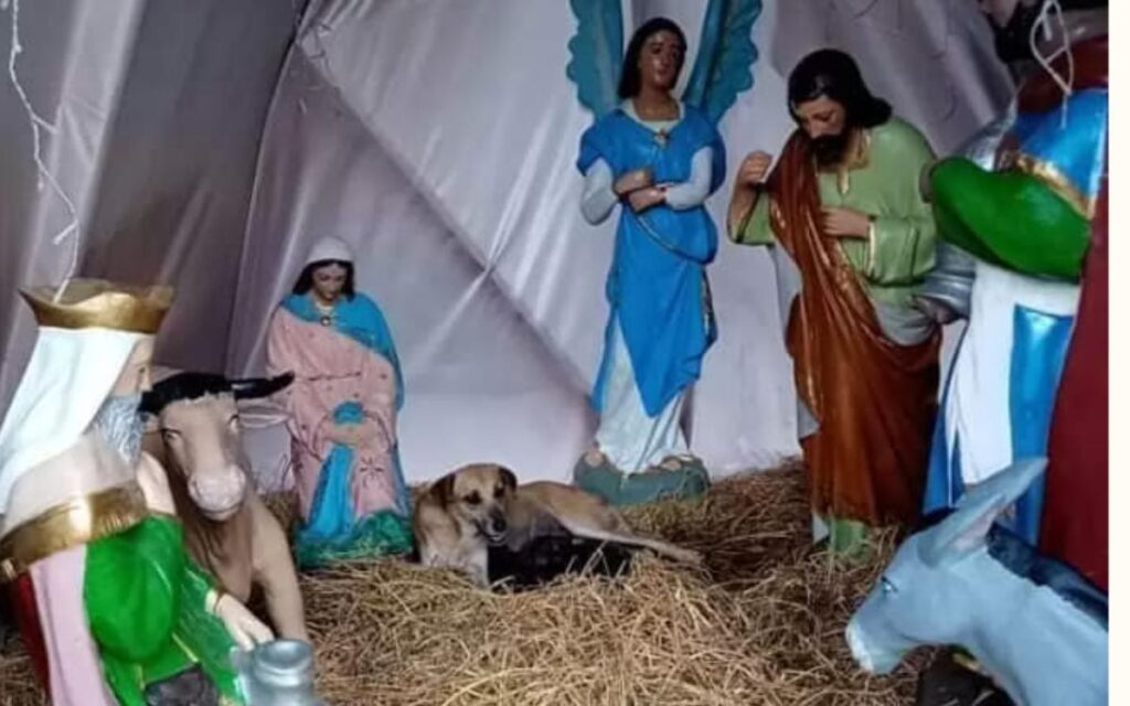 Perrita callejera da a luz en pesebre de nacimiento