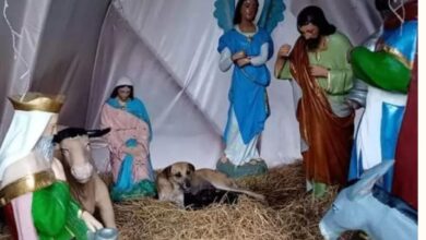 Perrita callejera da a luz en pesebre de nacimiento