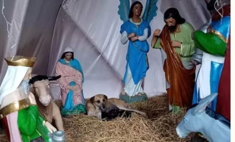 Perrita callejera da a luz en pesebre de nacimiento