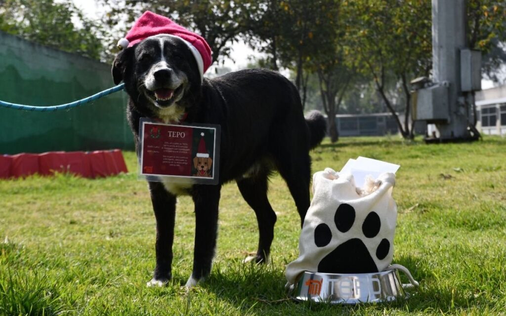 Perros rescatados del Metro llevarán cartas a Santa y los Reyes Magos
