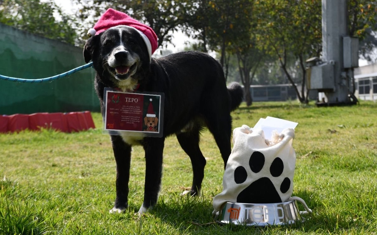 Perros rescatados del Metro llevarán cartas a Santa y los Reyes Magos