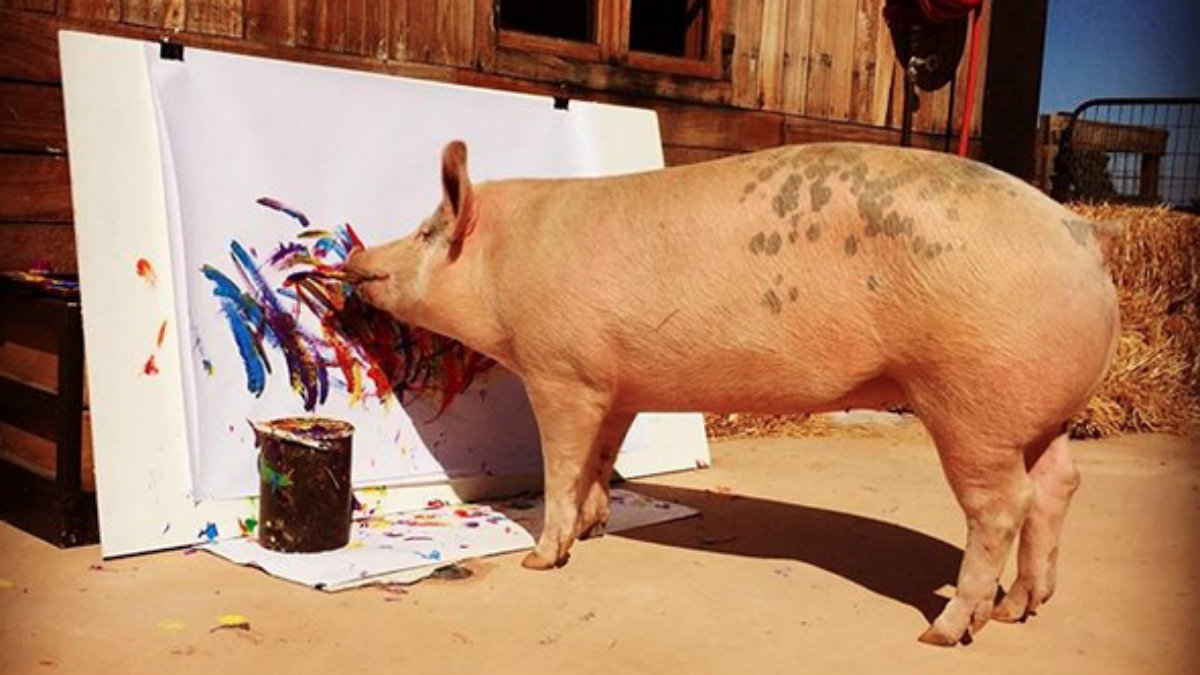 Pigcasso, la historia de la cerda que pinta arte abstracto