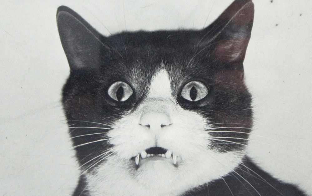 Pillado el gato que transportaba móviles a una cárcel