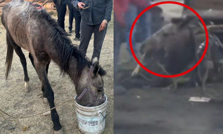 Rescatan a caballo que usaban para recolectar basura y era golpeado cuando se cansaba | Video (Fuertes imágenes)