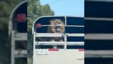 Sin seguridad, transportan un león en carretera México-Toluca | Video