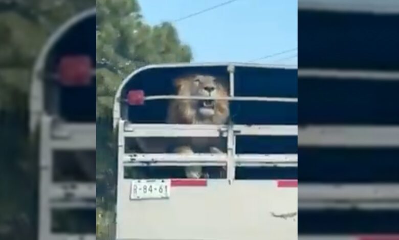Sin seguridad, transportan un león en carretera México-Toluca | Video
