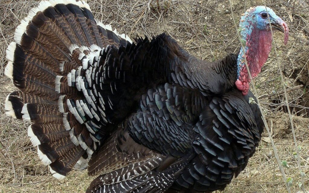 UNAM llama a incentivar el consumo del guajolote