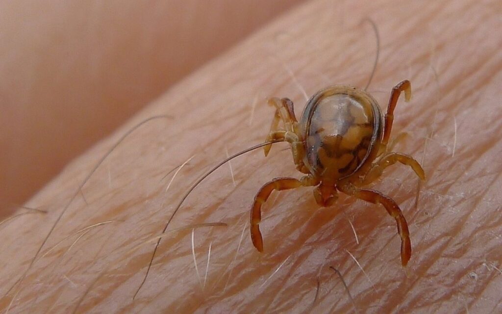 Virus descubierto en China hace 5 años aparece en garrapatas de Suiza