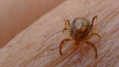 Virus descubierto en China hace 5 años aparece en garrapatas de Suiza
