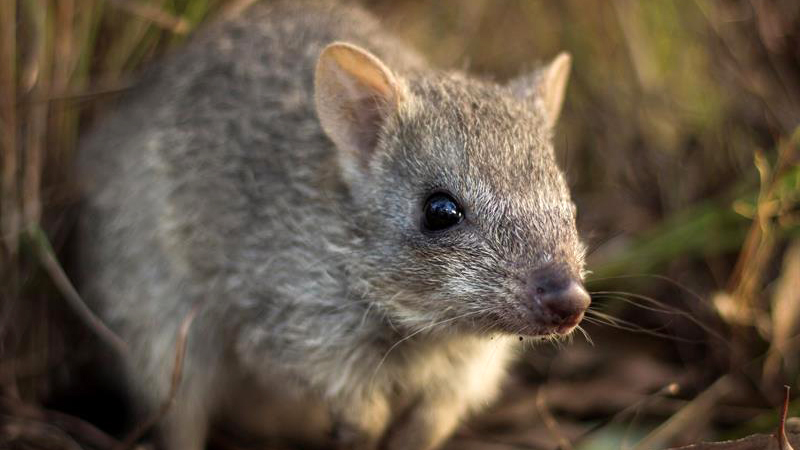 hallan niño viviendo entre más de 300 ratas en Citrus