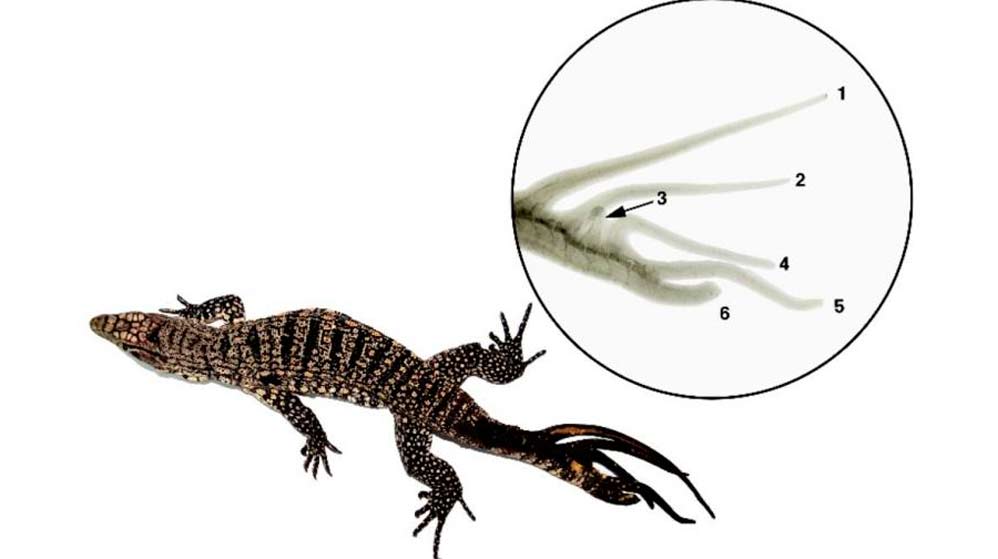 ¡Increíble! Descubren un peculiar lagarto con seis colas