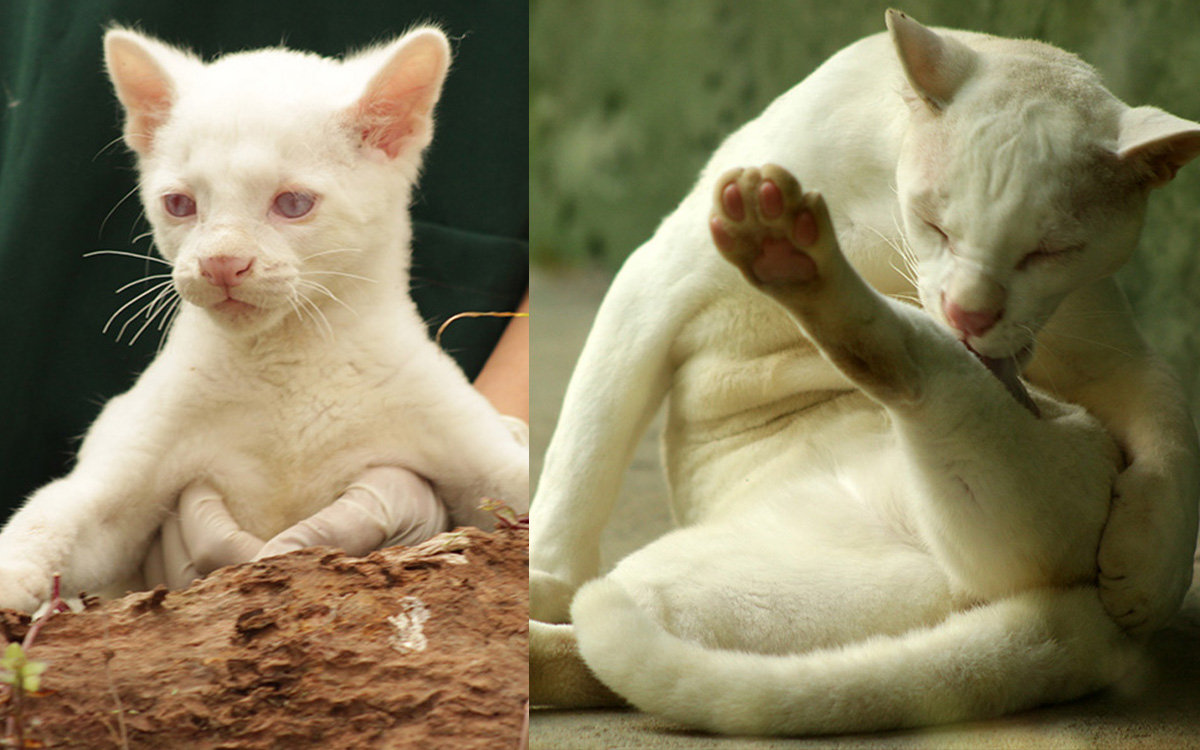 ¡Parece un copo de nieve! Conoce a la primera ocelote albina tras su rescate