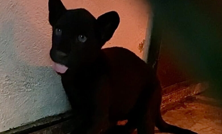¡Roar! Jaguar negro es el nuevo habitante en Zoológico Chapultepec