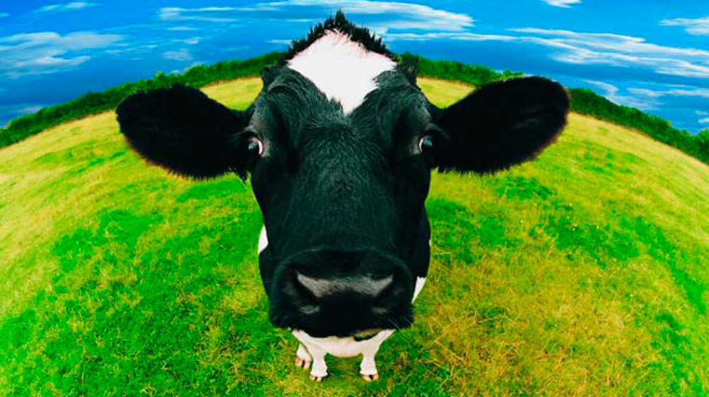 ¿Cuál será el mamífero terrestre más grande en unos siglos?