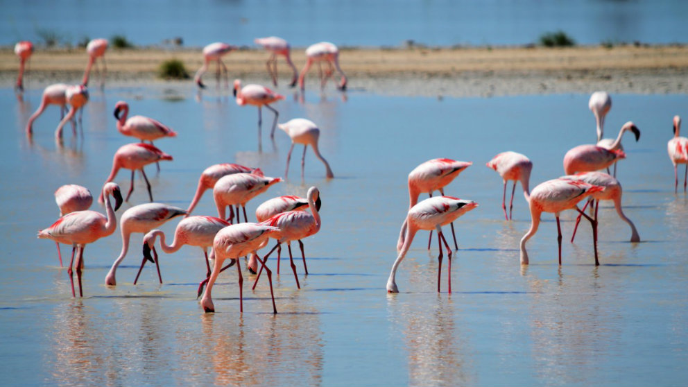 ¿Por qué los flamencos son de color rosa?