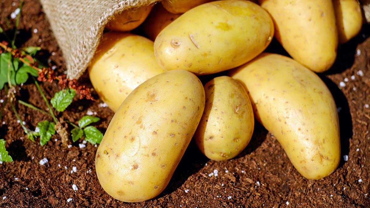 ¿Se pueden sembrar patatas en Marte?