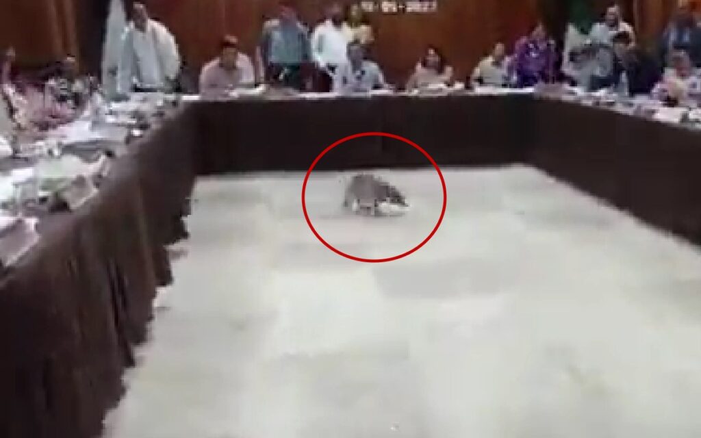 ¡Agárrenlo! Mapaches interrumpen sesión de cabildo en Acapulco | Video